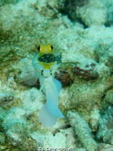 Yellowhead Jawfish. Spent some time and a number of dives... by J. Daniel Horovatin 
